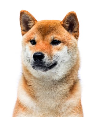 Ağızlık Shiba inu köpek beyaz bir arka planda oturuyor