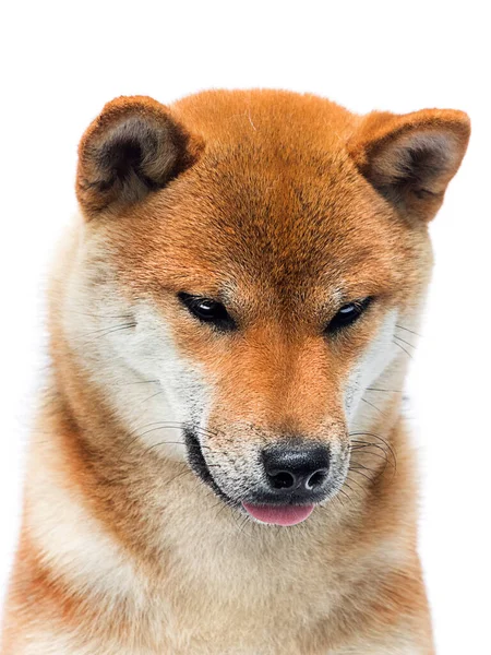 Retrato Cão Shiba Inu Sentado Sobre Fundo Branco — Fotografia de Stock