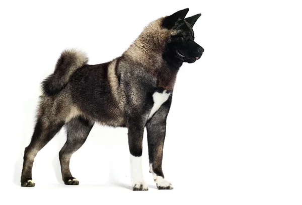 Vuxen Hund Akita Står Full Tillväxt Vit Bakgrund — Stockfoto