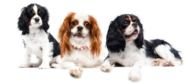 Beyaz arka planda yatan köpek, Şövalye Kral Charles Spaniel