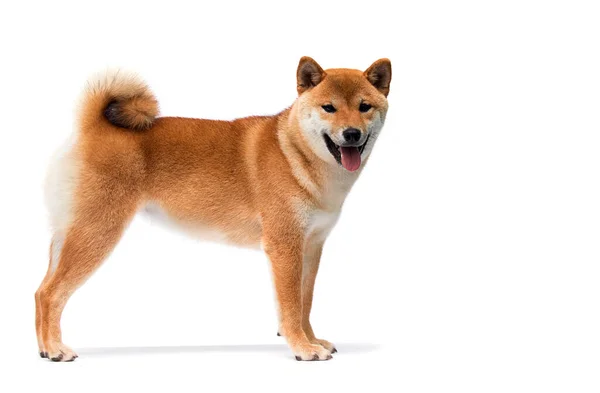 Shiba Inu Cão Fica Lado Sobre Fundo Branco — Fotografia de Stock