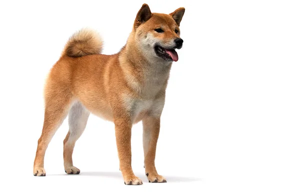 Shiba Inu Perro Pie Sobre Fondo Blanco — Foto de Stock