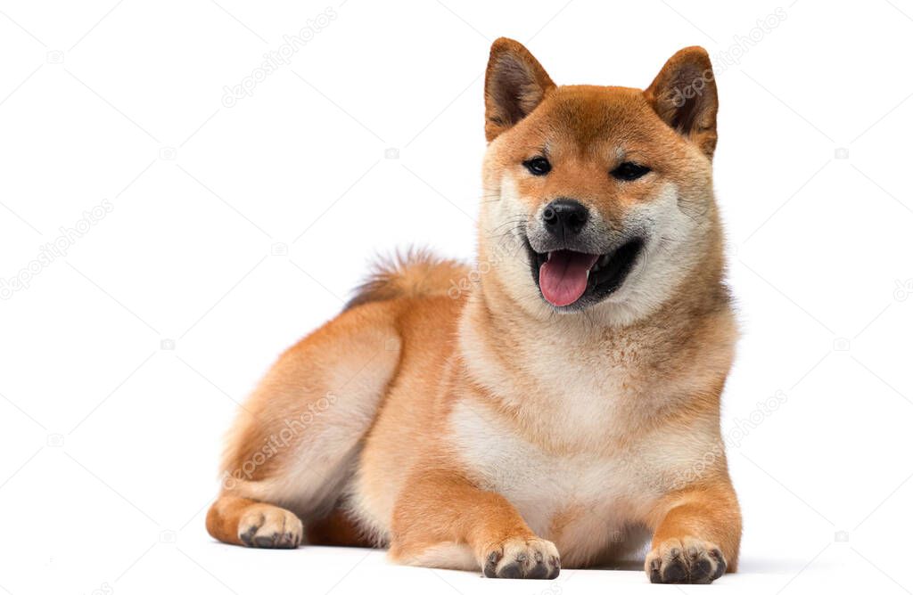 Shiba Inu dog lies on a white background