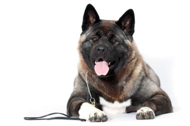 Amerikan akitası beyaz bir arka planda yatar.