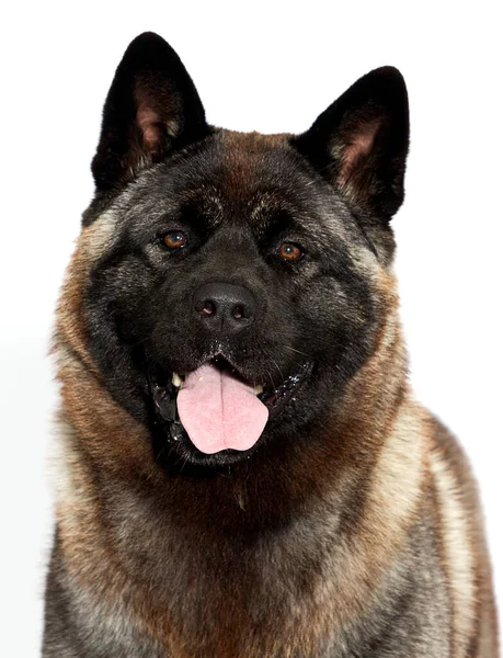 Порода Собак Американская Акита Белом Фоне — стоковое фото