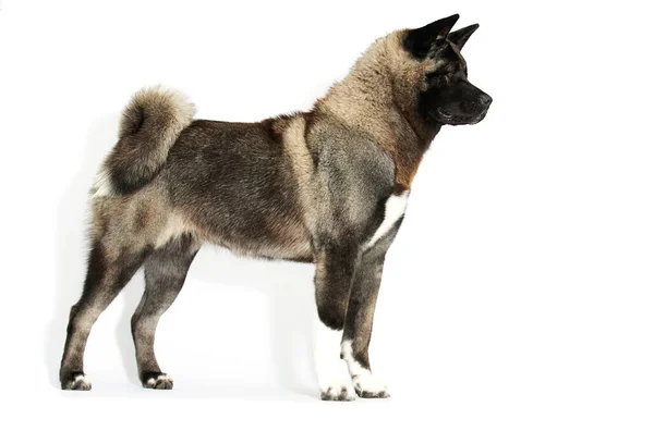 Порода Собак Американская Акита Белом Фоне — стоковое фото