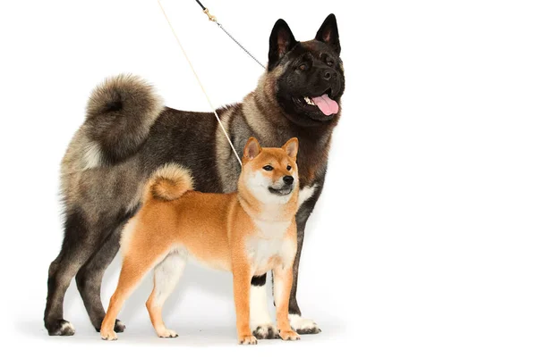 犬はアメリカの秋田犬と柴犬を白い背景に紐で結ぶ — ストック写真