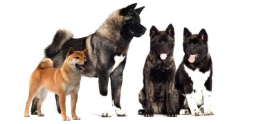 Yetişkin köpek Akita beyaz arka planda tam bir büyüme içinde.