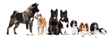 Yetişkin köpek Akita beyaz arka planda tam bir büyüme içinde.