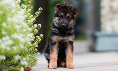 Alman çoban köpeği ve çiçekler.