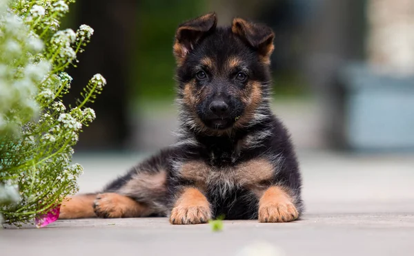 羊飼いの子犬が横になって — ストック写真