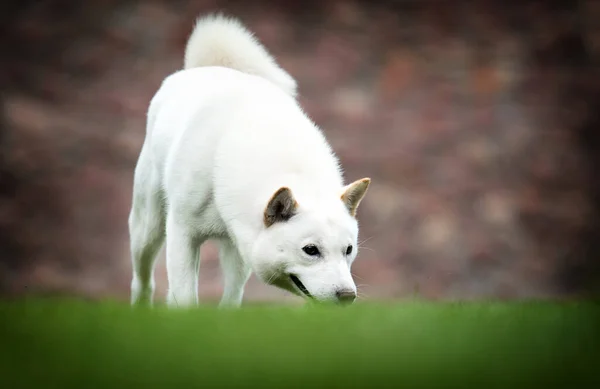 白い北海道犬が草を嗅ぐ — ストック写真