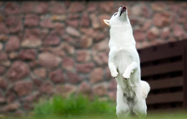 Hokkaido Λευκό Σκυλί Πηδώντας Επάνω — Φωτογραφία Αρχείου