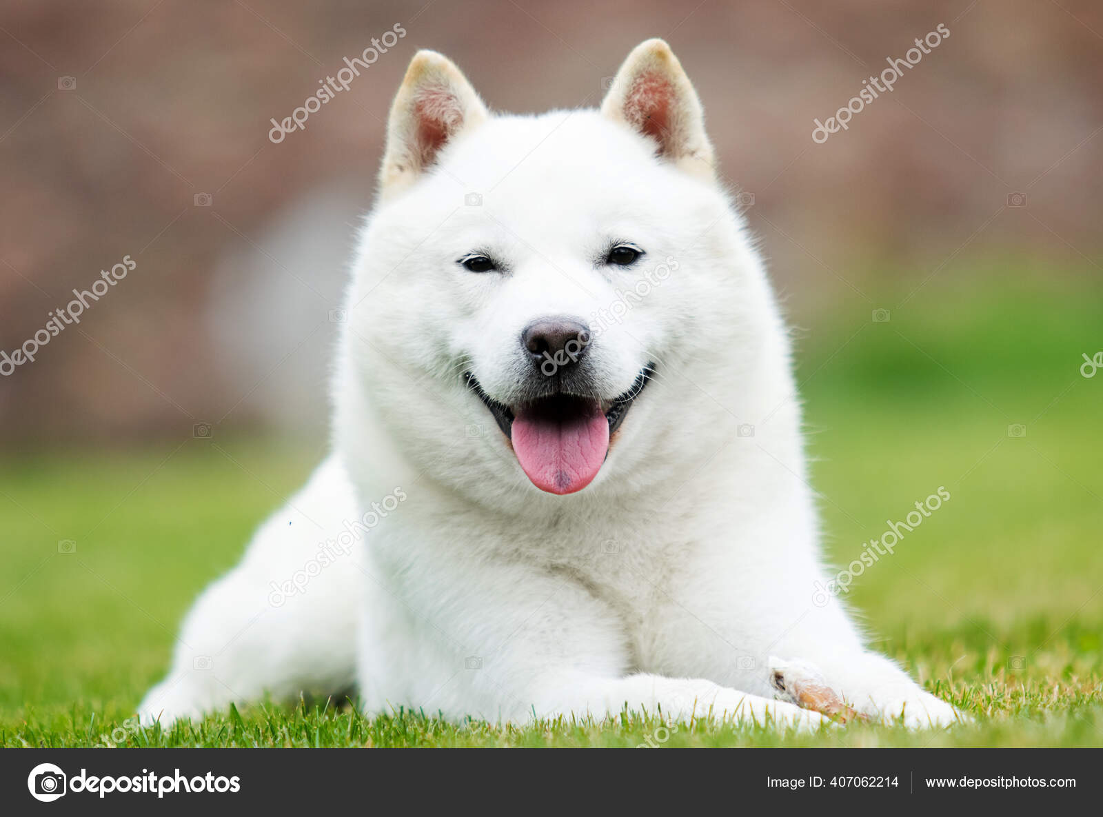 How Much Do Dogs Cost In Japan