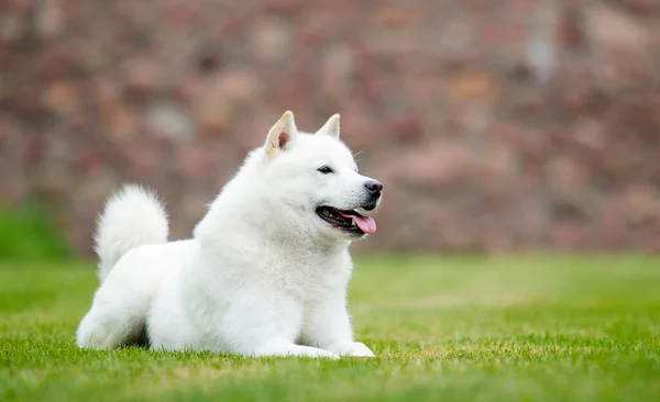 日本の北海道犬が草の上に寝そべって — ストック写真