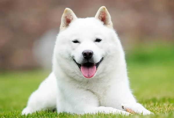 Japanese Hokkaido Dog Smiling Tongue — Stock Photo, Image