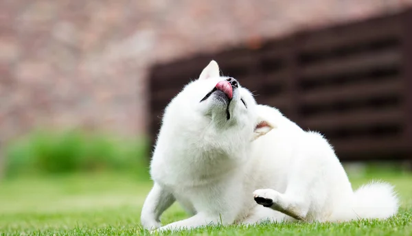Ιαπωνικά Hokkaido Σκυλί Ξύνοντας Αυτιά — Φωτογραφία Αρχείου