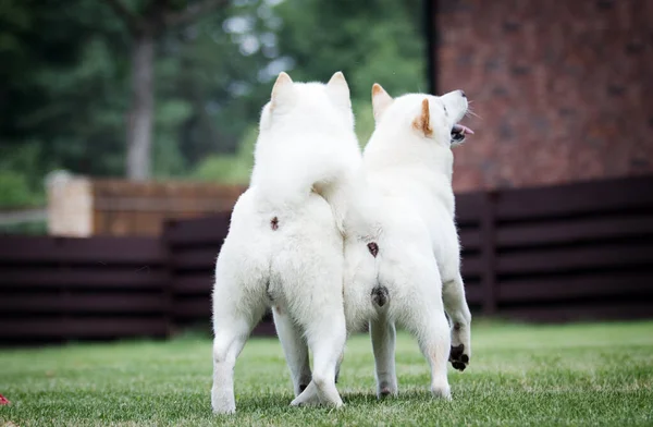 日本の北海道犬が後ろに立って — ストック写真