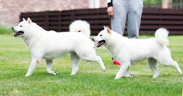 芝生の上を走る日本の北海道犬 — ストック写真