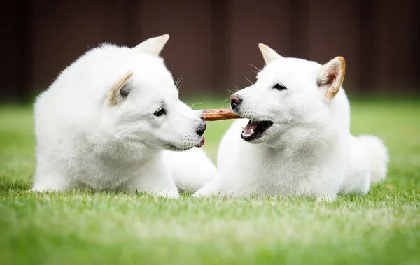 Japanese hokkaido dog gnaws a bone on the lawn