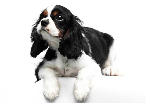 Cane Cavalier King Charles Spaniel Uno Sfondo Bianco — Foto Stock