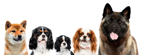 Группа Собак Белом Фоне Студии — стоковое фото