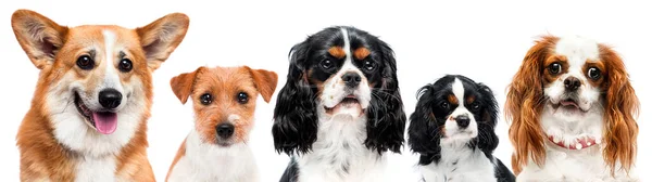 Stüdyoda Beyaz Arka Planda Bir Grup Köpek — Stok fotoğraf