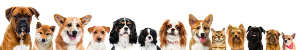 Groupe Chiens Sur Fond Blanc Studio — Photo