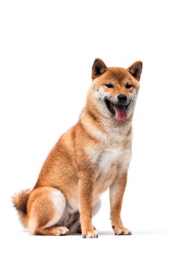 Yavru köpek shiba inu stüdyoda beyaz bir arka planda