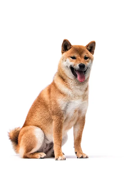 Cachorro Perro Shiba Inu Sobre Fondo Blanco Estudio — Foto de Stock