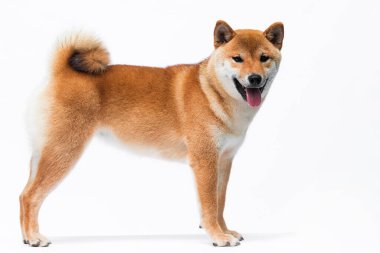 Japon köpeği shiba inu beyaz bir arka planda duruyor.