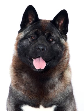 Amerikan Akita köpeği beyaz bir arkaplan arıyor