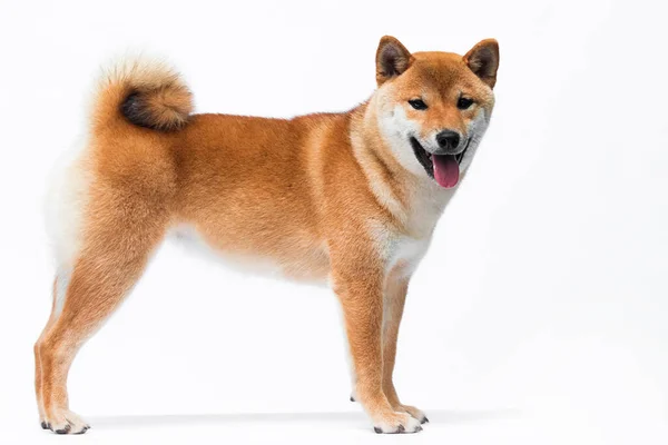 Cão Raça Japonesa Shiba Inu Fica Fundo Branco — Fotografia de Stock