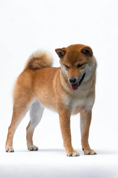 Hund Japansk Ras Shiba Inu Tittar Ner — Stockfoto