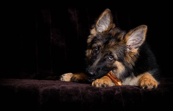 fluffy german shepherd puppy eating food