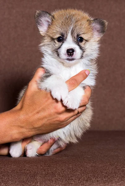 Malé Zázvor Welsh Corgi Štěně — Stock fotografie