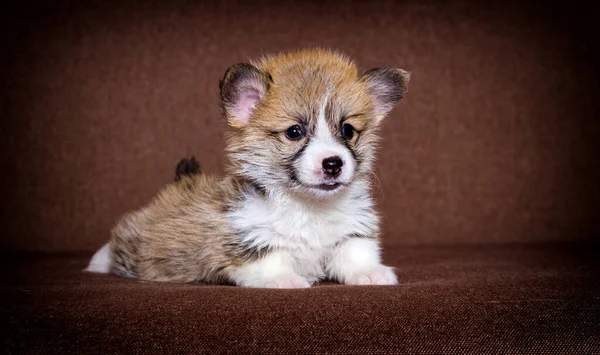 Kleine Gember Welsh Corgi Puppy — Stockfoto