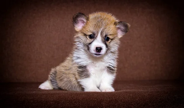 Liten Ingefära Walesisk Corgi Valp — Stockfoto