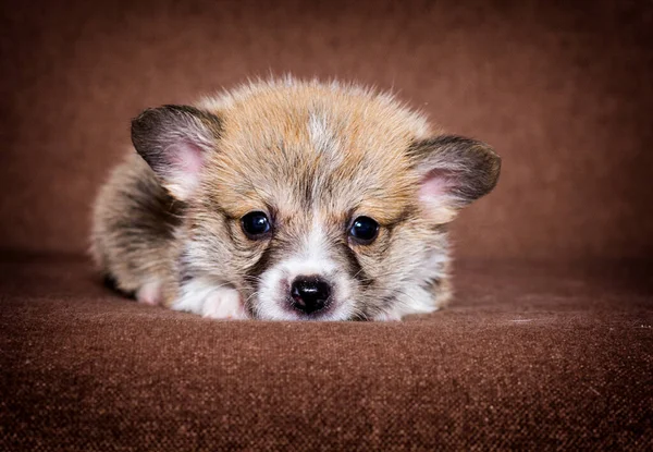 Small Ginger Welsh Corgi Puppy — Stock Photo, Image