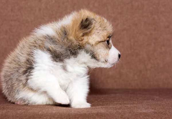 Liten Ingefära Walesisk Corgi Valp — Stockfoto