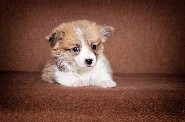 Petit Chiot Gallois Corgi Gingembre — Photo