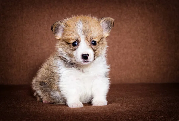 Filhote Cachorro Pequeno Gengibre Galês Corgi — Fotografia de Stock