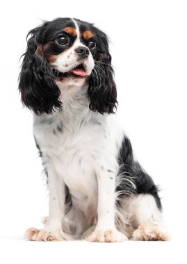 Beyaz arka planda dilini gösteren komik köpek yavrusu.