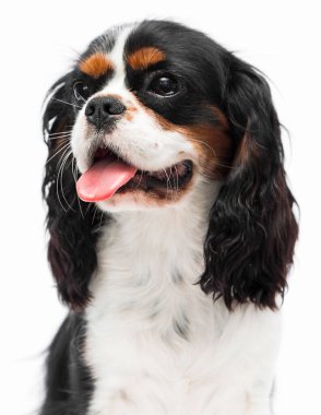Yandan bakan portre köpeği spanyel üretir.