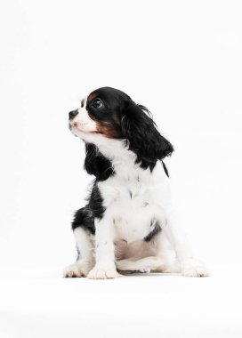 Şövalye Kral Charles köpek yavrusu yan bakıyor.