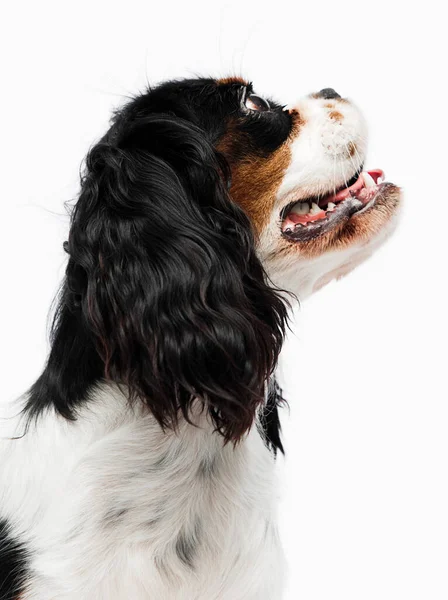 Cavalier Król Charles Spaniel Pies Patrząc Bokiem — Zdjęcie stockowe