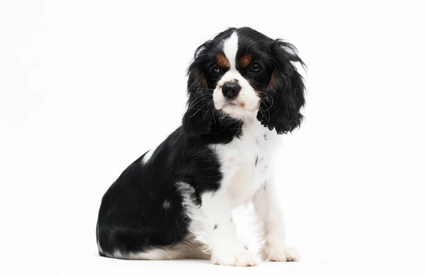 Dog Puppy Looking Sideways Background — Stock Photo, Image