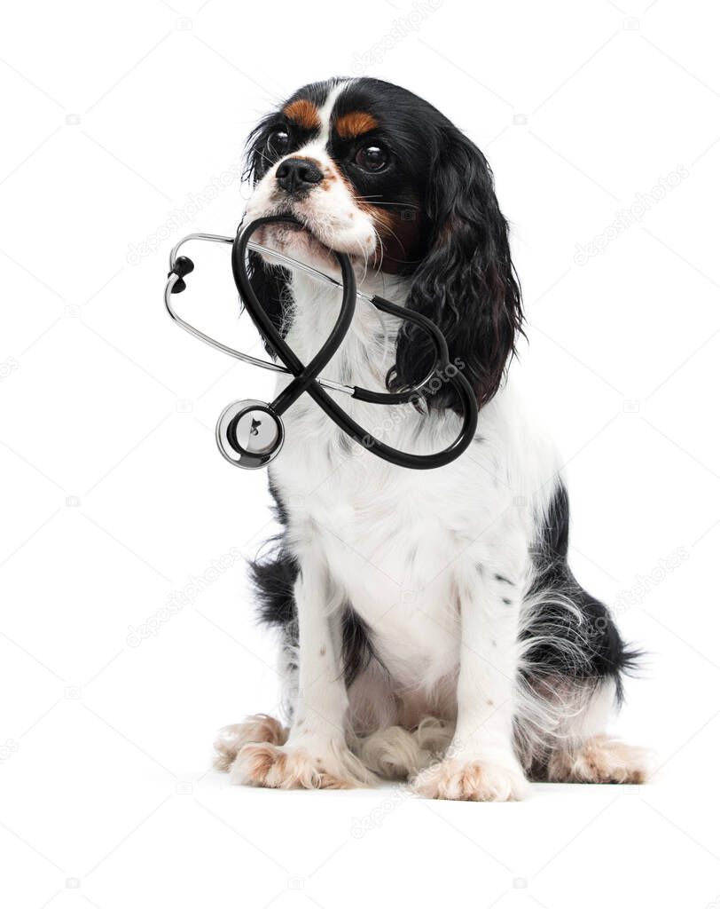 dog and stethoscope looking on a white background