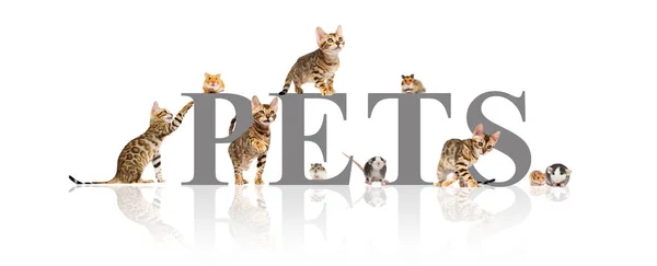 Gruppe Von Haustieren Katzen Und Nagetiere Auf Weißem Hintergrund — Stockfoto