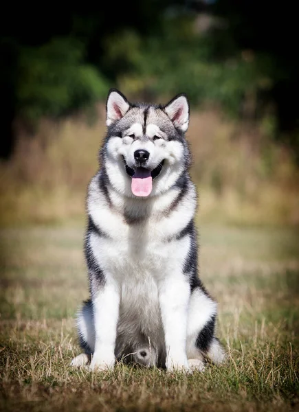 Cão Grande Malamute Sentado Grama — Fotografia de Stock